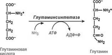 синтез глутамина